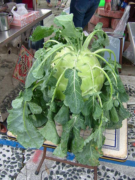 知道這是什麼植物嗎？這個是大頭菜哦！超級大的大頭！！