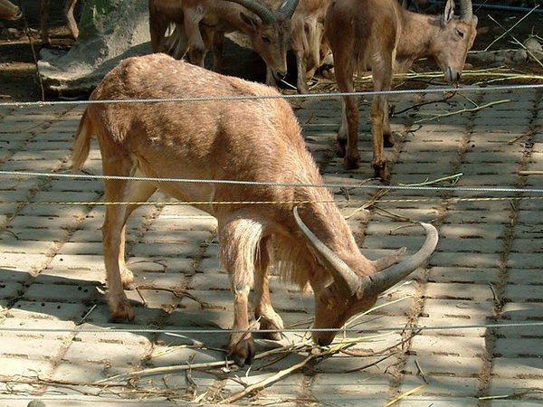 動物園戶外教學 057.jpg