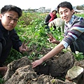 首先要先用鋤頭在地上挖一個洞