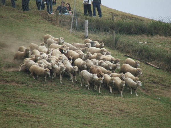 利用犬吠使羊兒害怕而集中行動