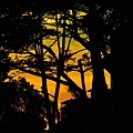 樹影黃昏