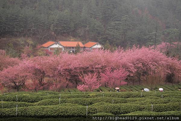 春天到了百花開