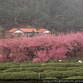 春天到了百花開