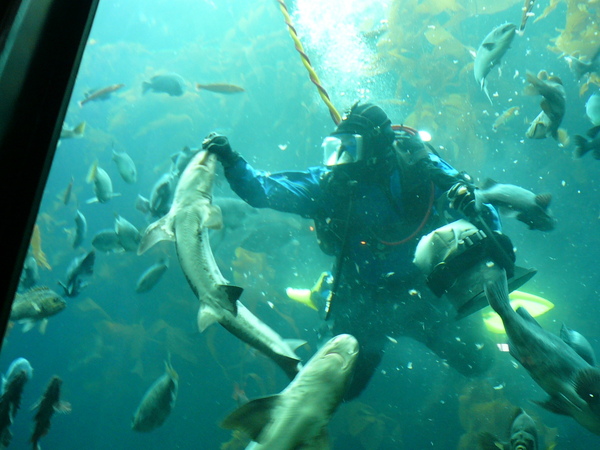 餵鯊魚