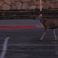 落磯山頂停車場的鹿.JPG