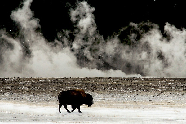 02 Dennis K. Chin          Yellowstone Buffalo.jpg