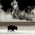 02 Dennis K. Chin          Yellowstone Buffalo.jpg