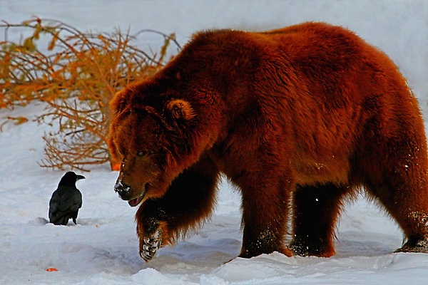 09 Dennis K. Chin         Grizzly Discovery Center Grizzly.jpg