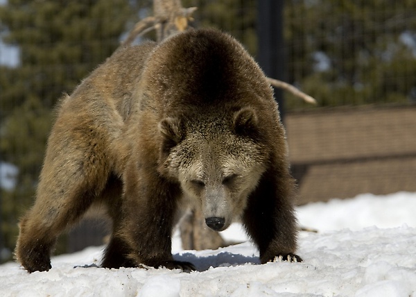 12 Donnie Sexton         Grizzly Discovery Center.jpg