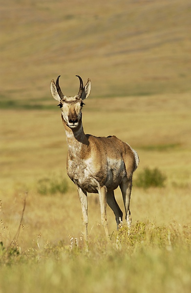 14 Donnie Sexton            antelope.jpg
