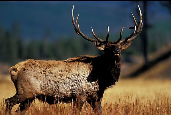 17 Donnie Sexton         Yellowstone elk.jpg