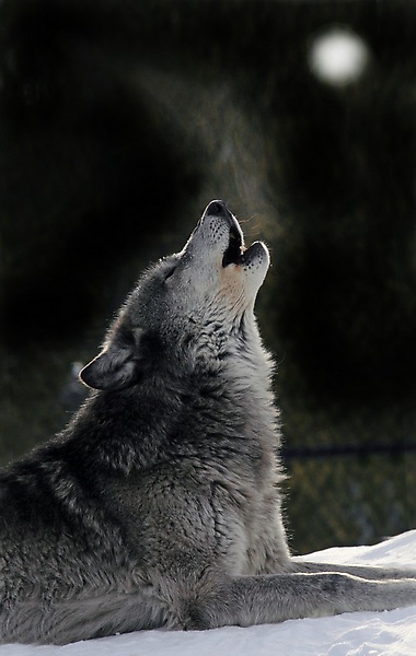 24 Dennis K. Chin         Yellowstone wolf.jpg