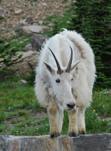 26 Donnie Sexton        Mountain Goat.JPG