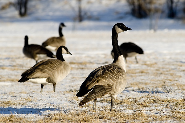 29 Donnie Sexton           Canada geese.jpg