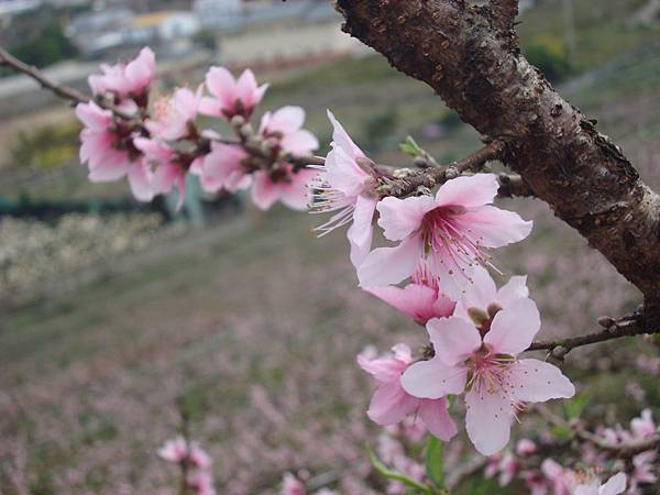 新社桃花