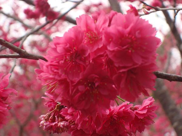 新社山櫻花