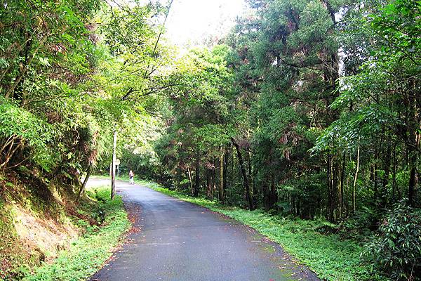 大約平廣路4~5K時一個右轉後進入真正爬坡段，離開溪水生態風景