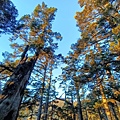 IMG20210101064310.jpg