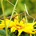 螳螂在利用葵花捕捉小昆蟲嗎?