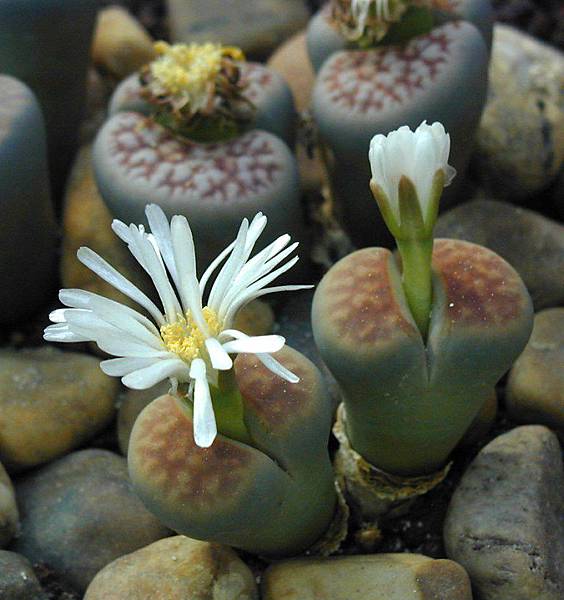 Lithops-karasmontana-1