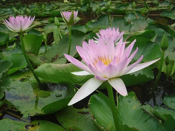 01三芝阿石伯蓮花田