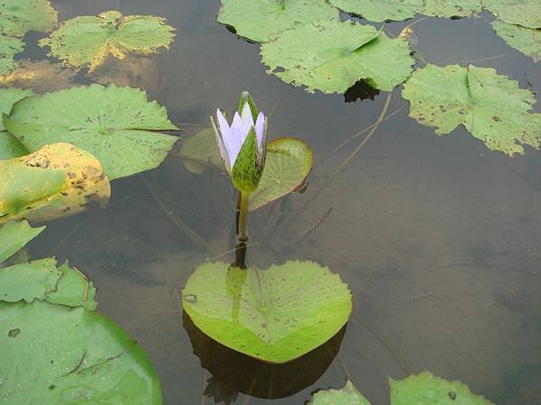 10三芝阿石伯蓮花田