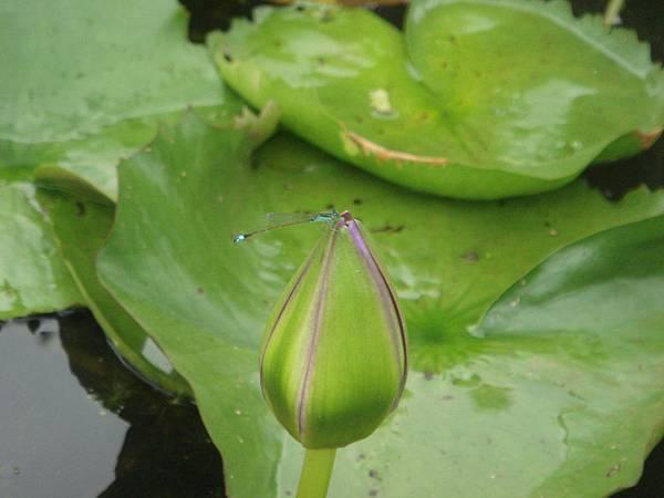 24三芝阿石伯蓮花田