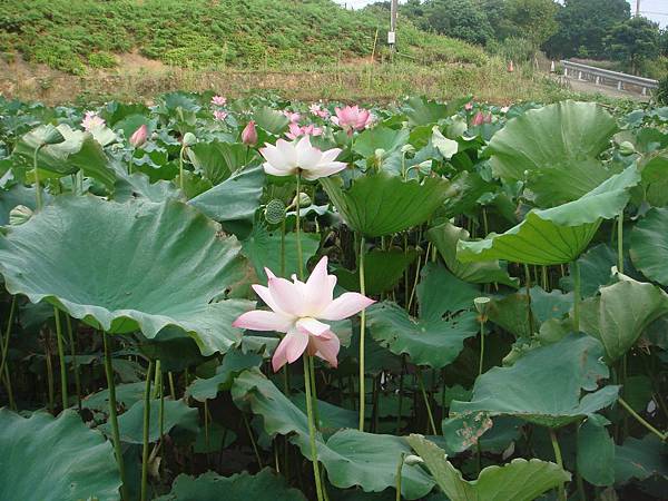 50三芝阿石伯蓮花田