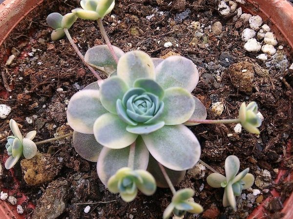 子持蓮華 Billafu的部落格 痞客邦
