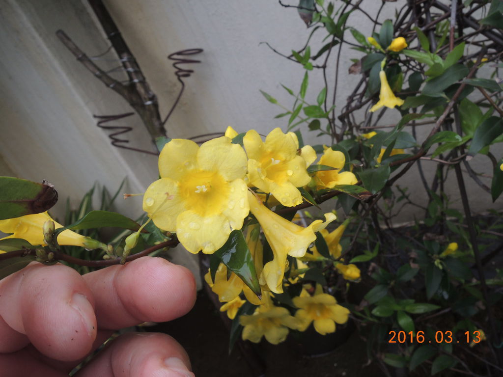 卡羅萊納茉莉01