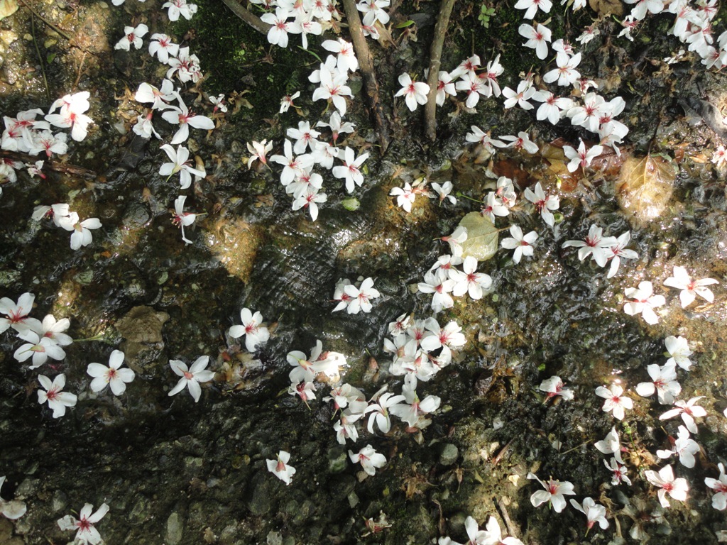 三芝桐花31