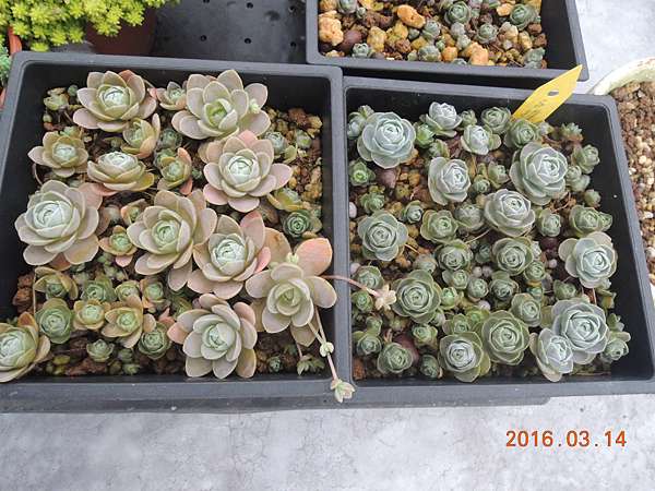 子持蓮華 Billafu的部落格 痞客邦