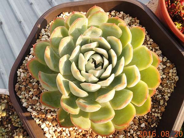 花月夜 Billafu的部落格 痞客邦