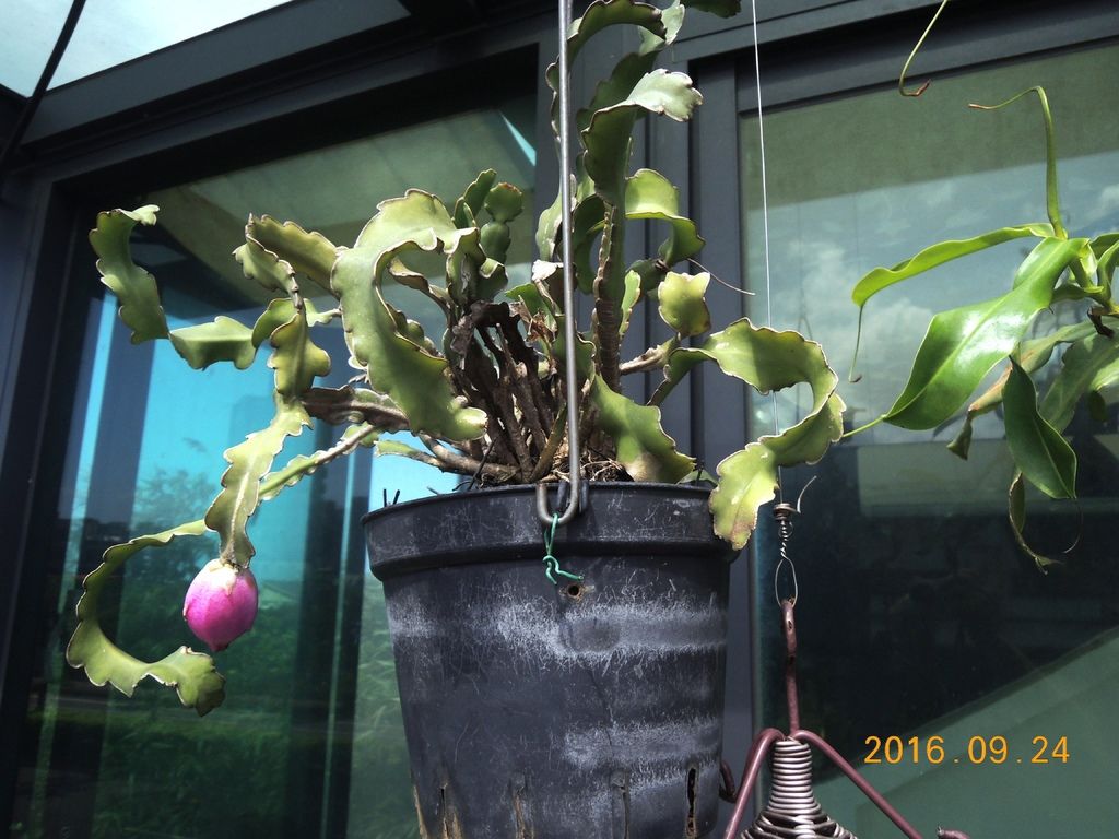 捲捲葉火龍果01