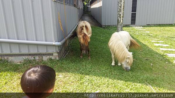 迷你馬也知道躲太陽