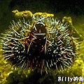 國立海洋生物博物館002.jpg