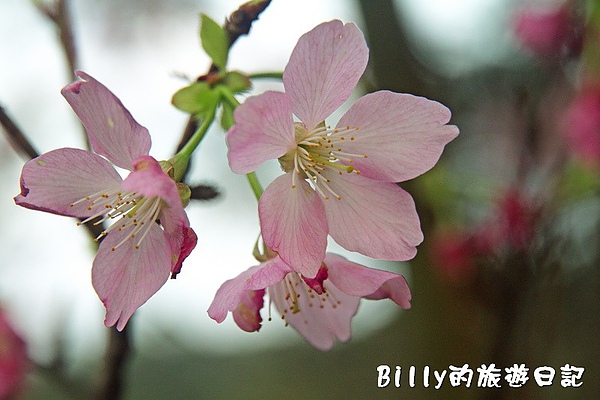 基隆紅淡山111.jpg