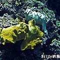 國立海洋生物博物館019.jpg