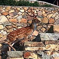 馬祖北竿大坵梅花鹿050.jpg