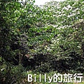 基隆油桐花季201305