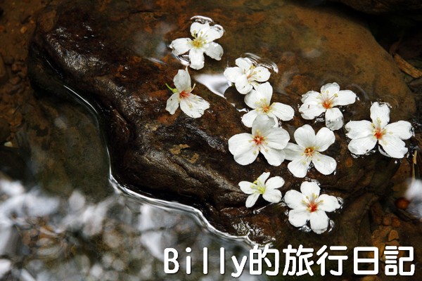 基隆油桐花季201317