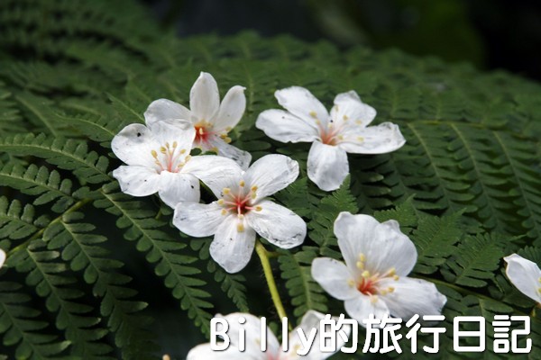 基隆油桐花季201320