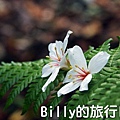 基隆油桐花季201322