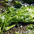 基隆和平島綠藻13.jpg