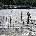 陽明山國家公園 - 二子坪步道023.jpg