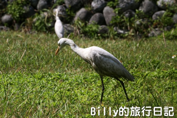 北方三島(棉花嶼、花瓶嶼、彭佳嶼)029.jpg