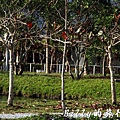 豐之谷自然生態公園 - 花蓮理想大地渡假飯店024.jpg