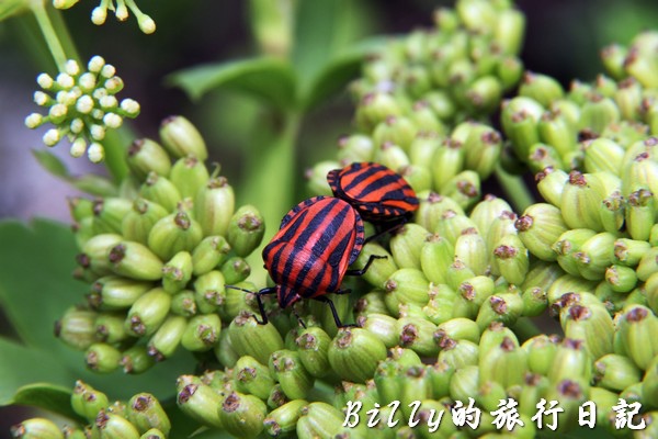 北方三島-花瓶嶼、澎佳嶼、棉花嶼018.jpg