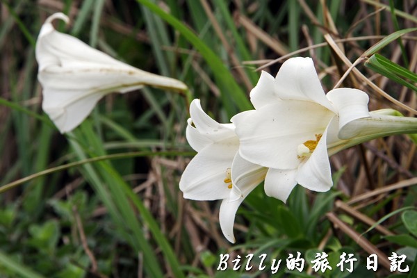 北方三島-花瓶嶼、澎佳嶼、棉花嶼015.jpg