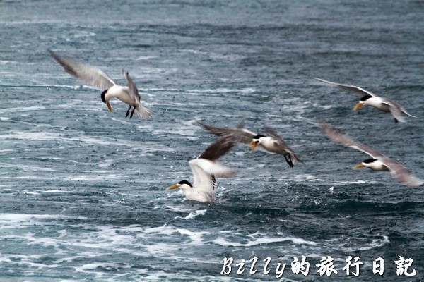 澎湖旅遊 - 晶翔號沙港東海漁夫體驗032.jpg